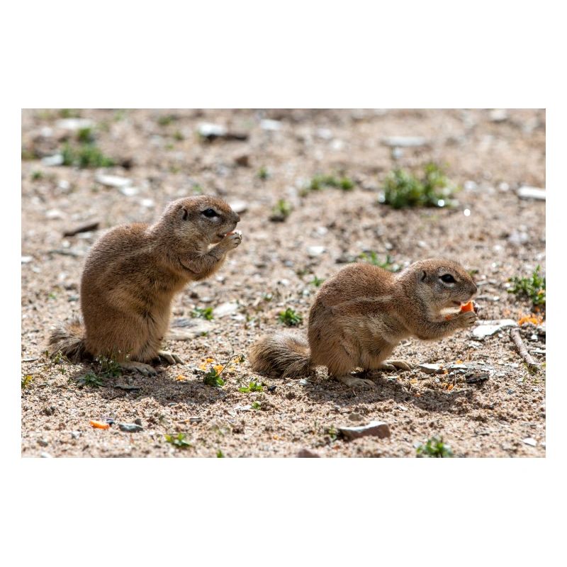 African ground squirrels Borstenhörnchen Xerus