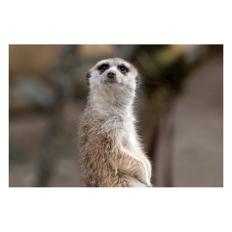 Erdmännchen Suricata suricatta