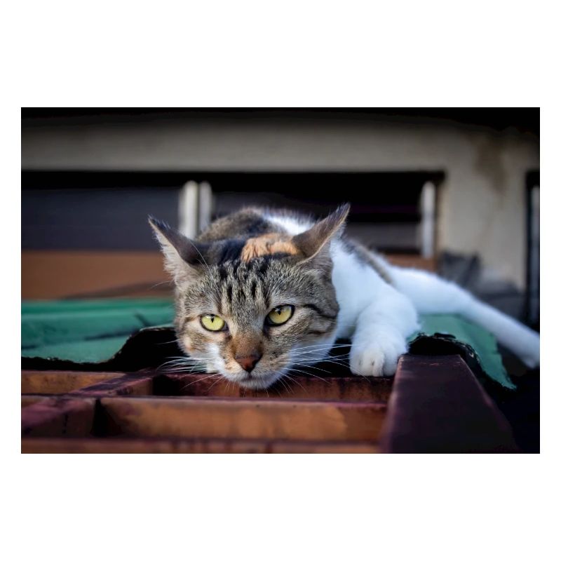 The cat