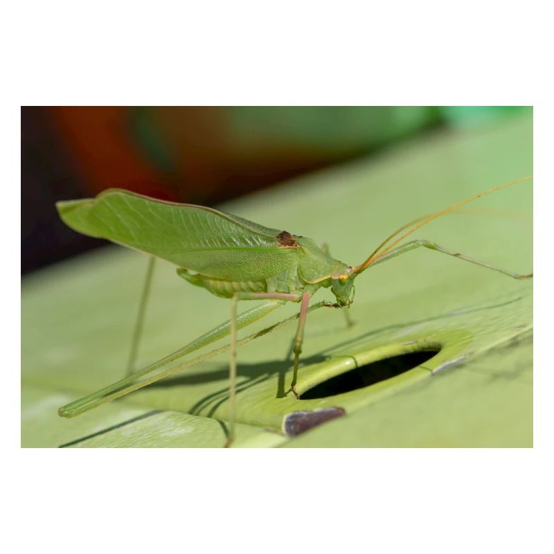 Krauss-Buschgrille Isophya kraussii