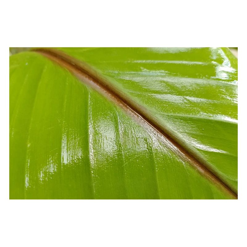 Banana tree