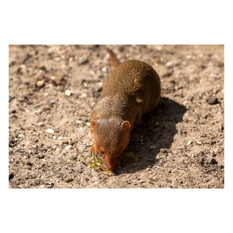 Zwergmangusten Helogale