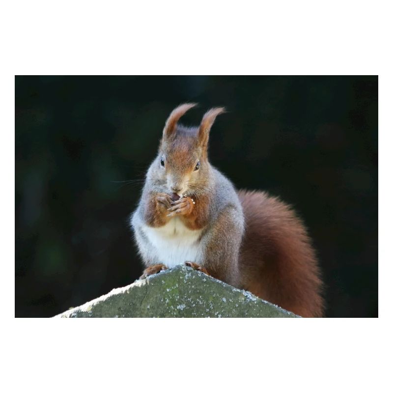 Eichhörnchen