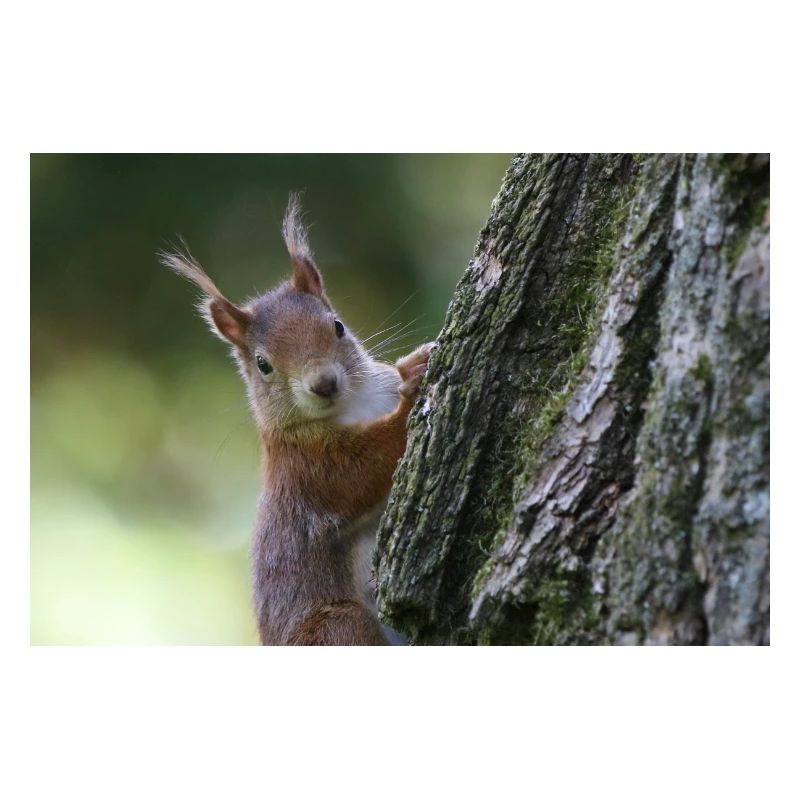 Eichhörnchen,Isibat