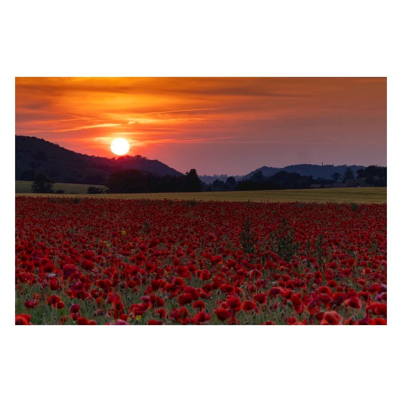 Mohnfeld mit Sonnenuntergang