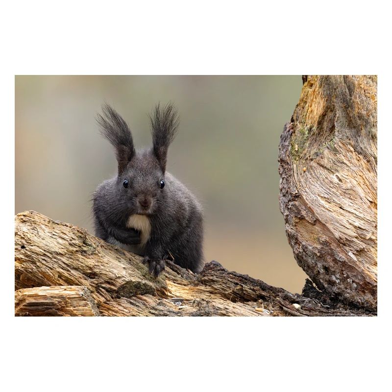Oachkatzl / Eichhörnchen