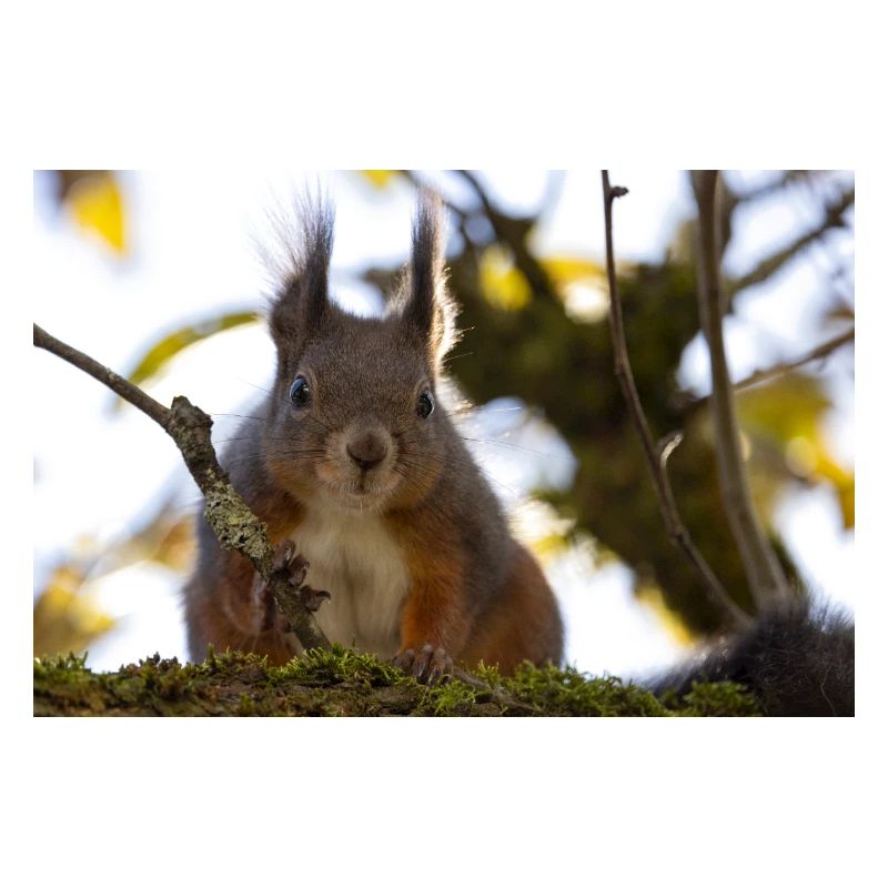 Oachkatzl / Eichhörnchen