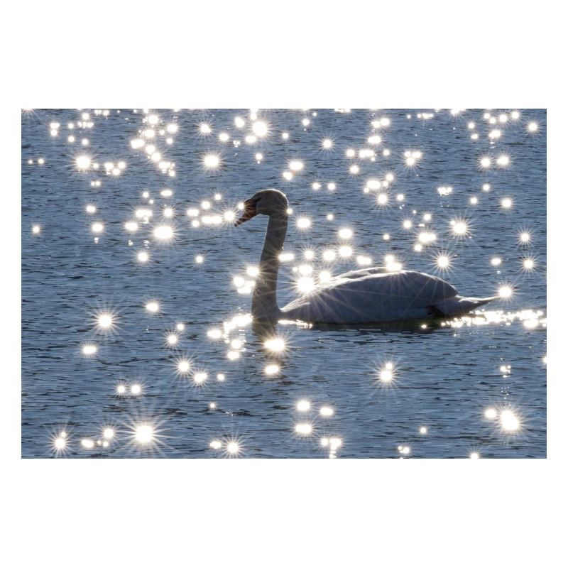 Schwan mit Sonnensternen