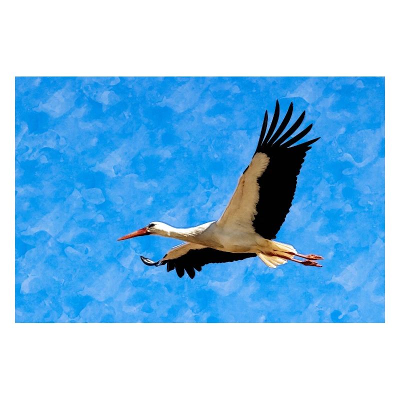 Stork in flight
