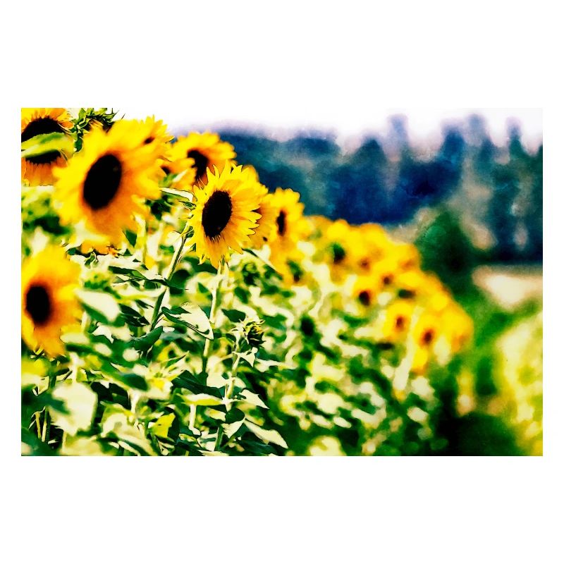 Sonnenblumen