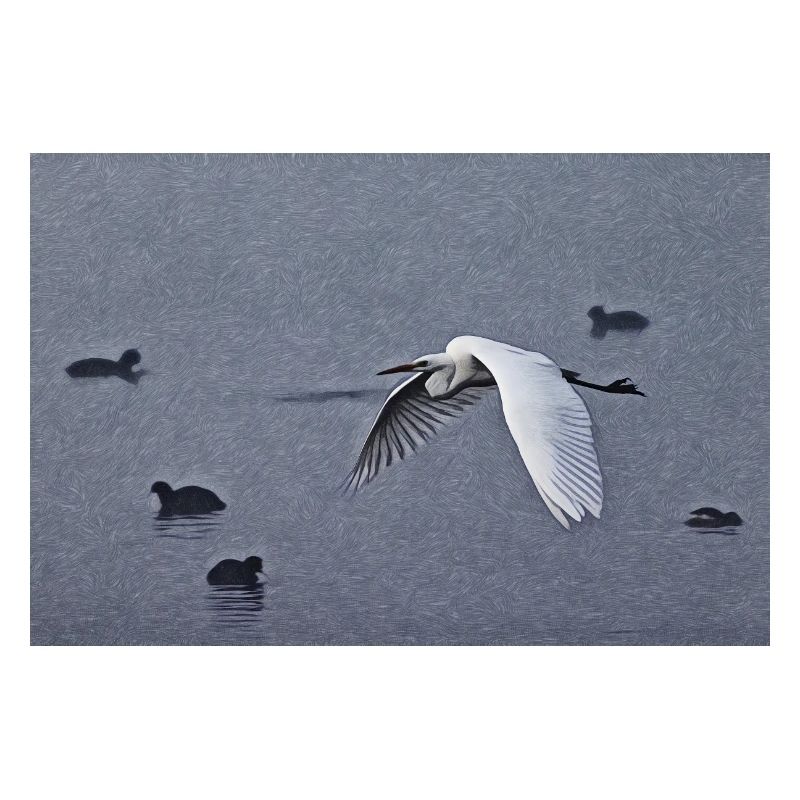 Silberreiher im Flug