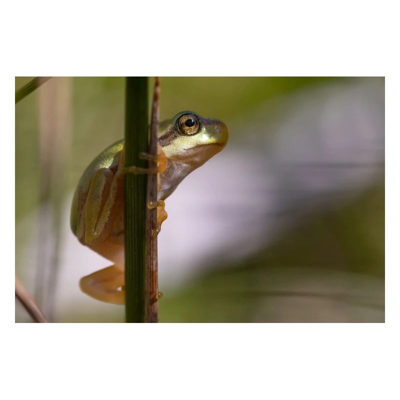 Tree frog