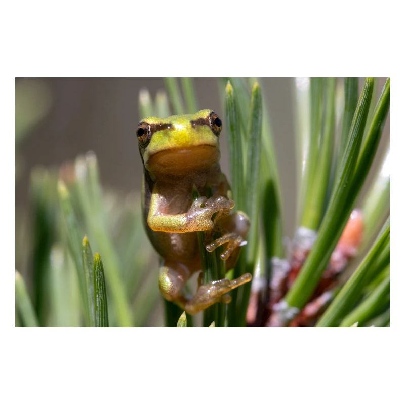 Tree frog