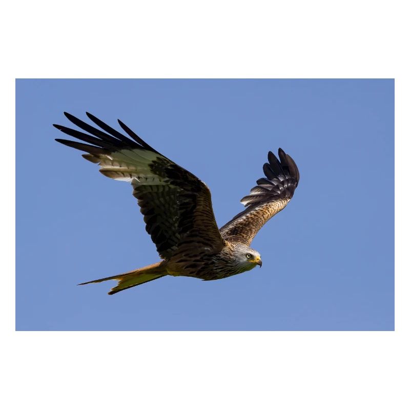 Red kite in flight