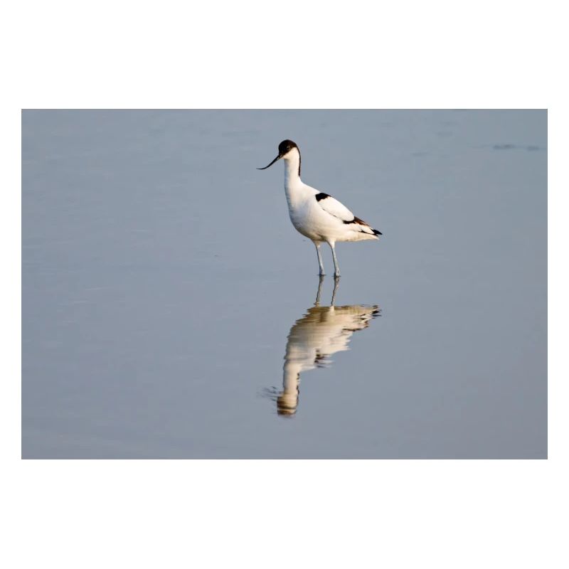 Avocet