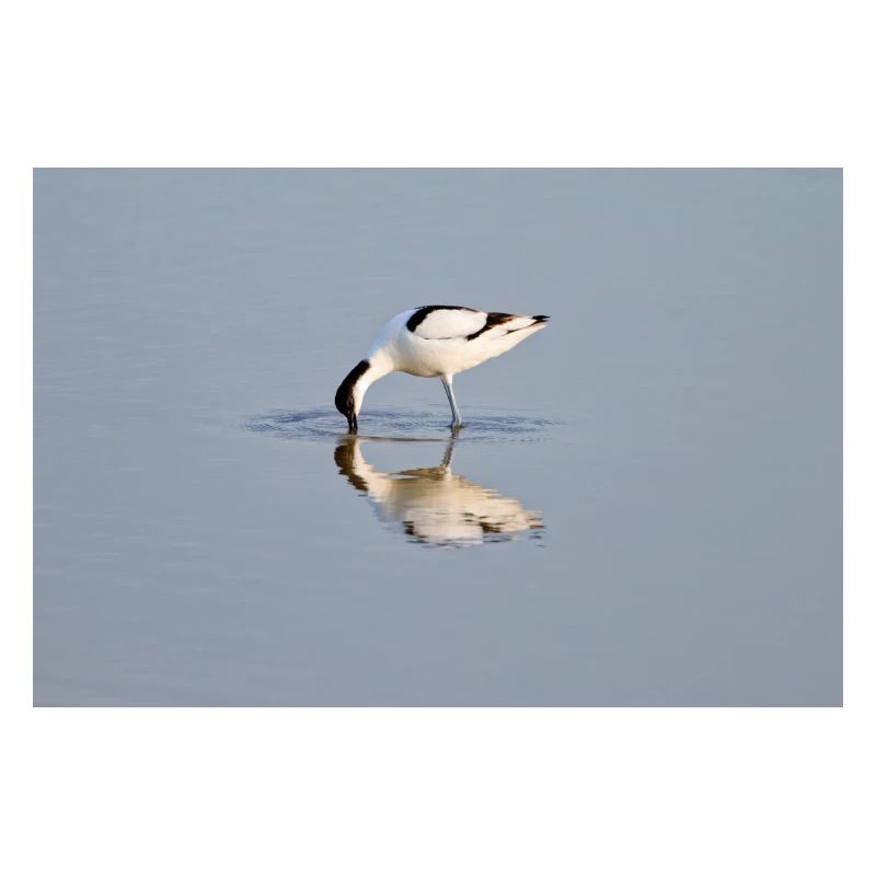 Avocets Hunting