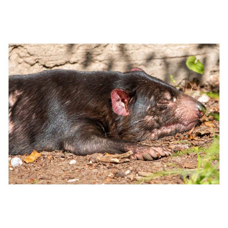 Tasmanian Devil (in german Beutelteufel)