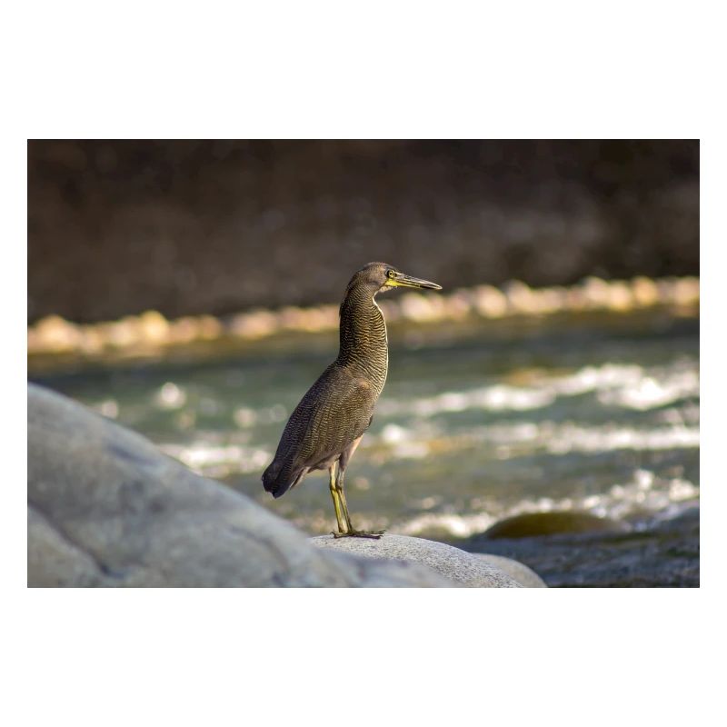 Der Reiher