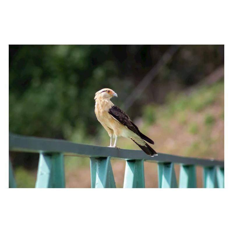 Der kleine Adler