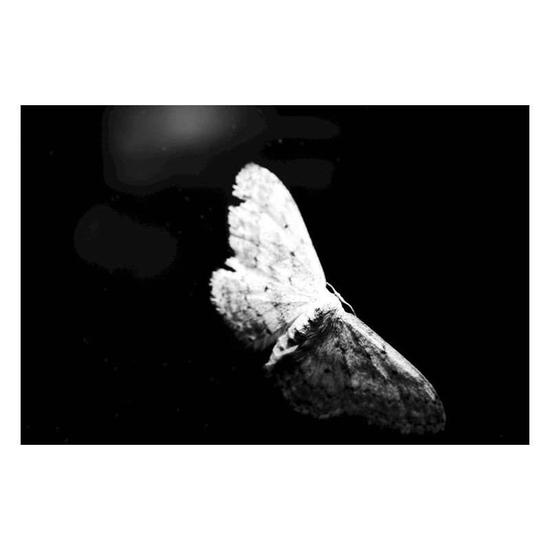 Schmetterling