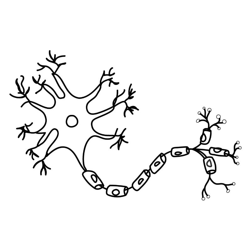 neuron