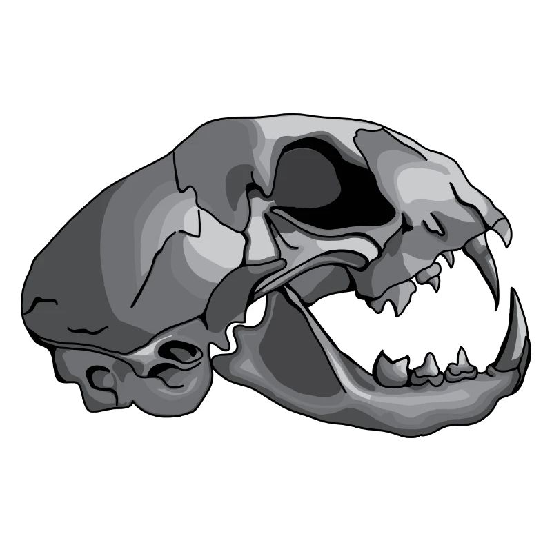 cat skull