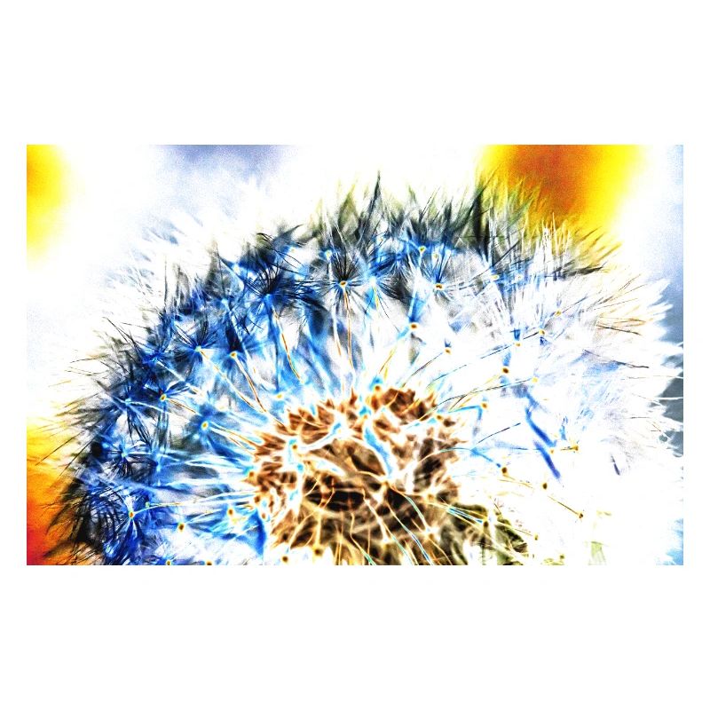 Pusteblume, A731306