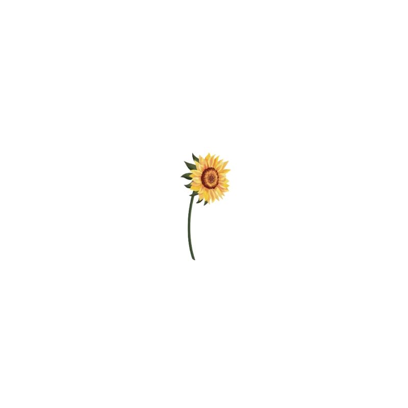 Sonnenblume Sonnenblume