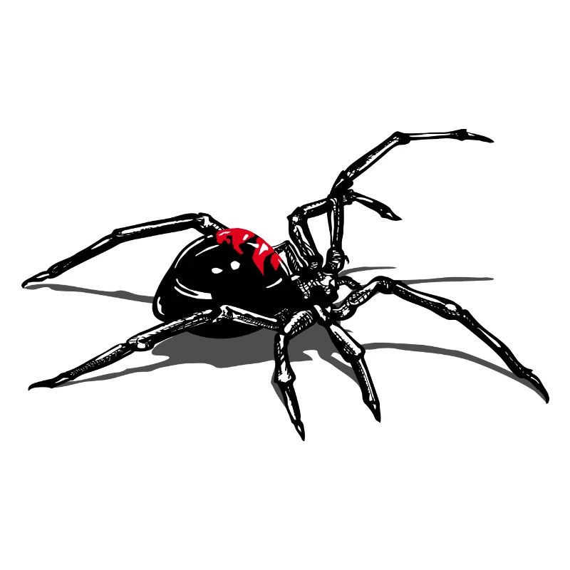 spider