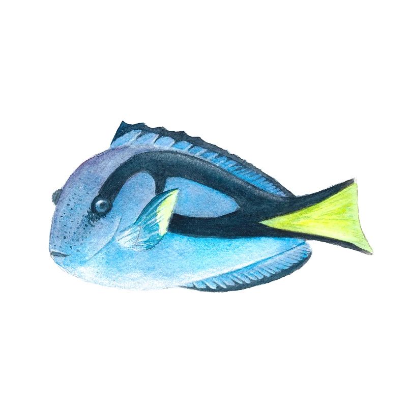 Doktorfisch