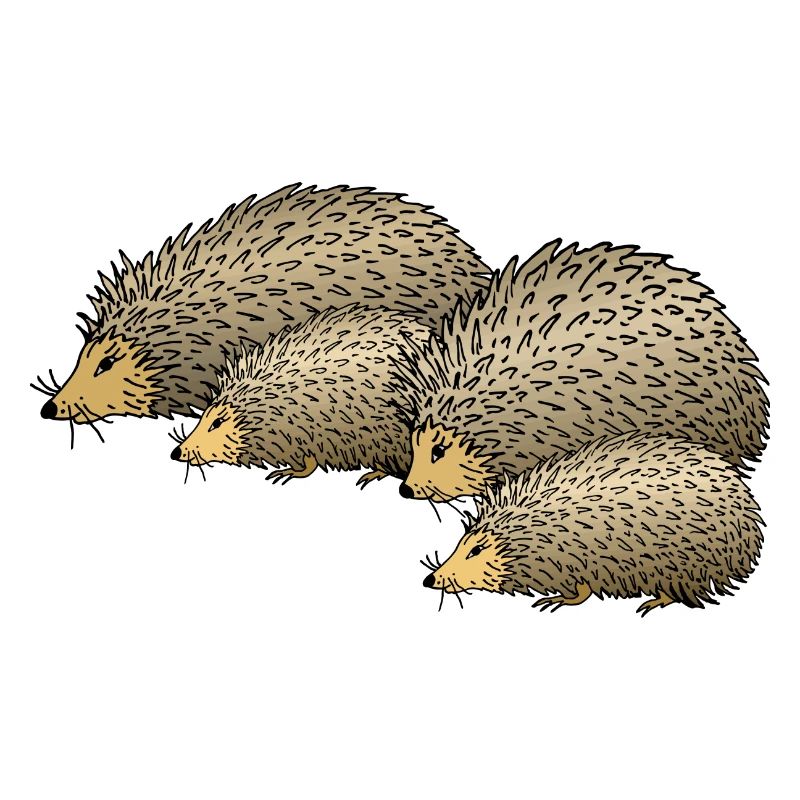 Igel