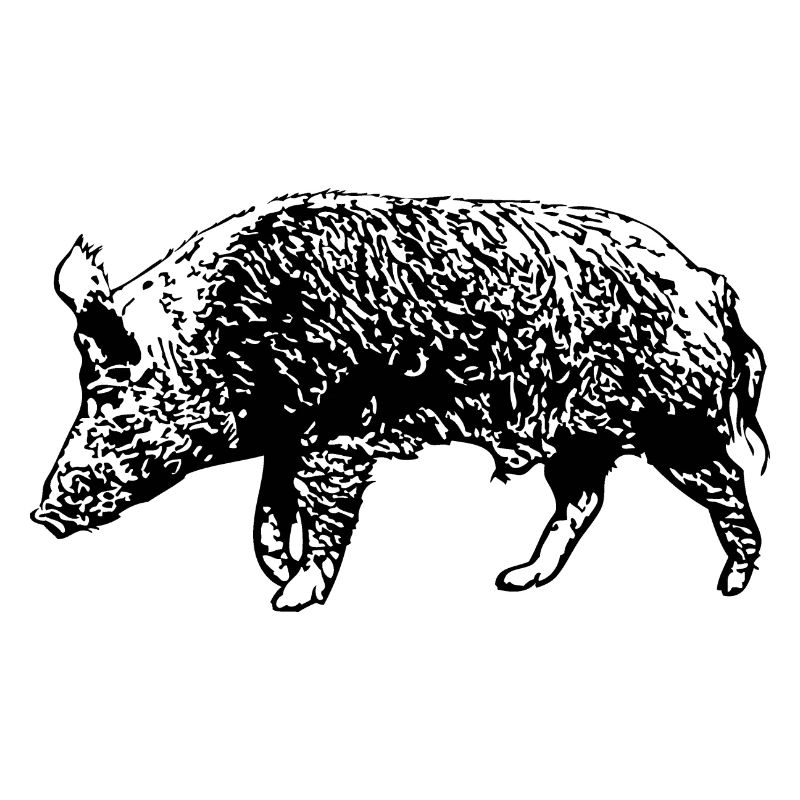 Wild Boar - Wildschwein