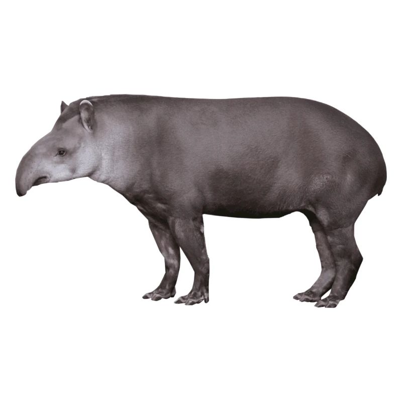 Der Tapir, Schwein oder Elefant?