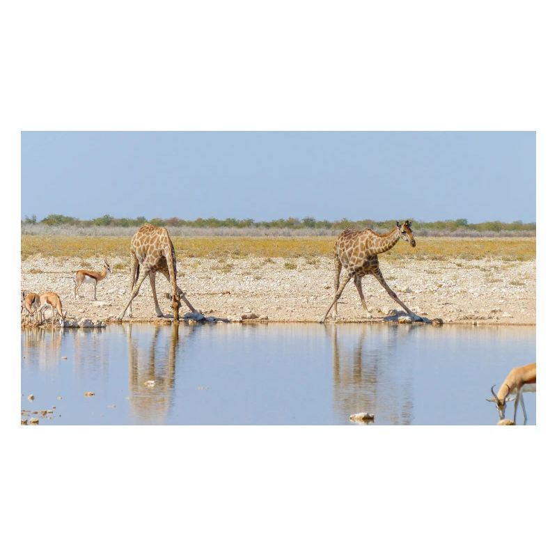 Paysage à la rivière Cubango avec girafe