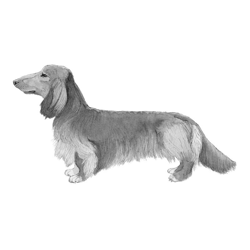 Dackel - Dackel Langhaar