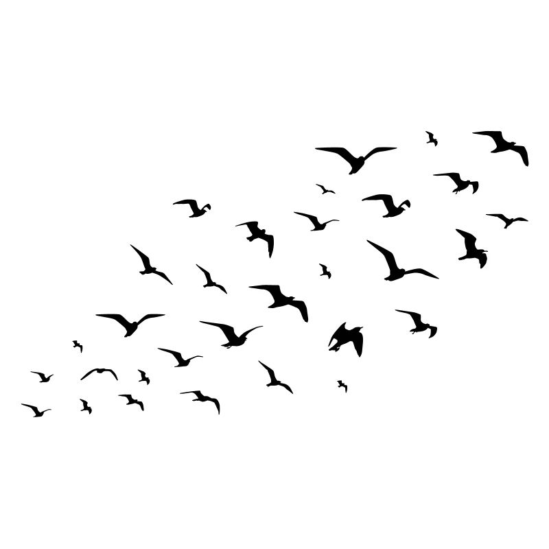 birds