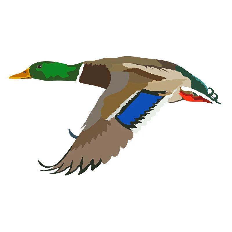 Stockente Ente Vogel