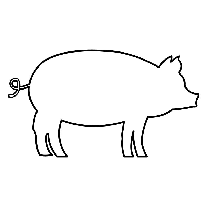 Schwein Pig