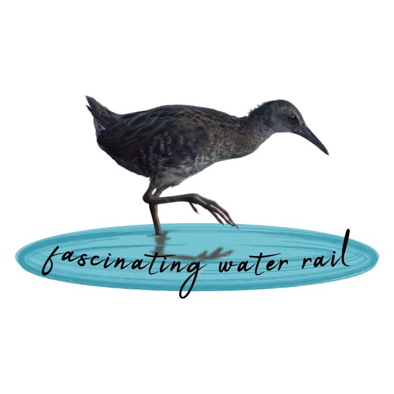 water rail