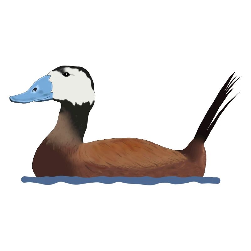 White-headed duck