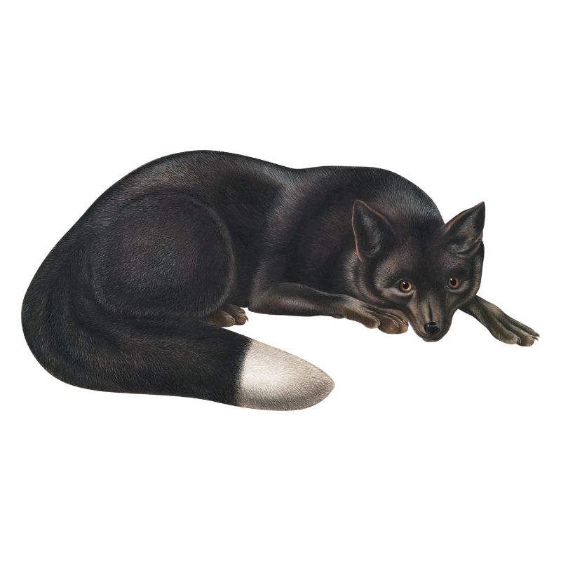 Black fox