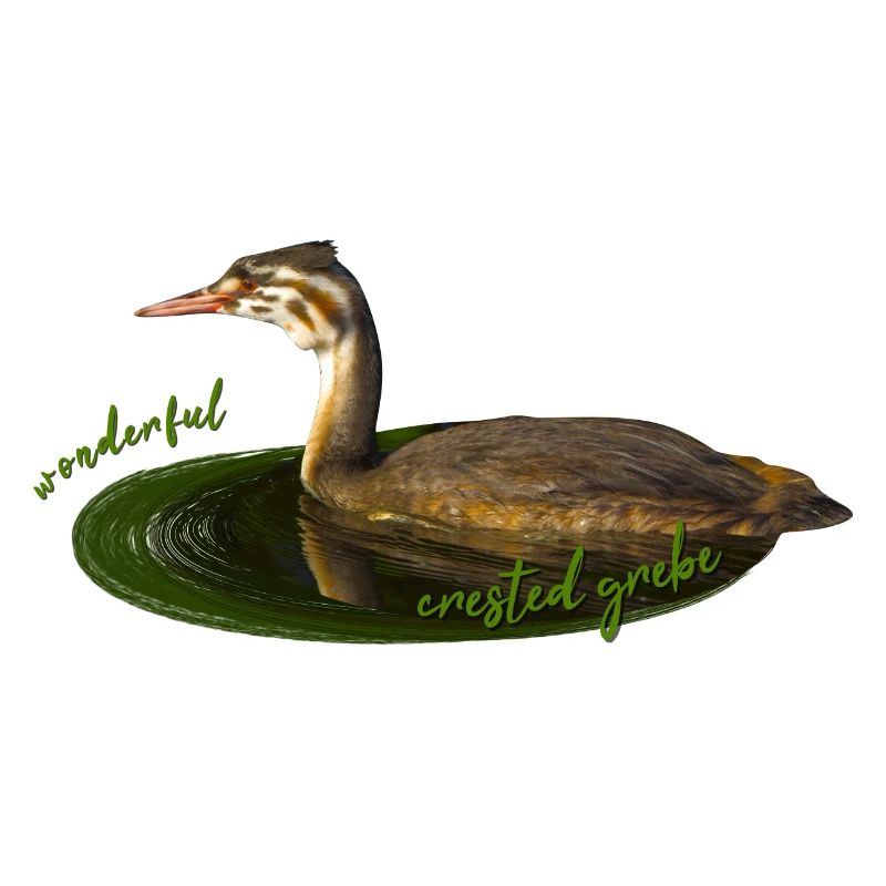 Great crested grebe