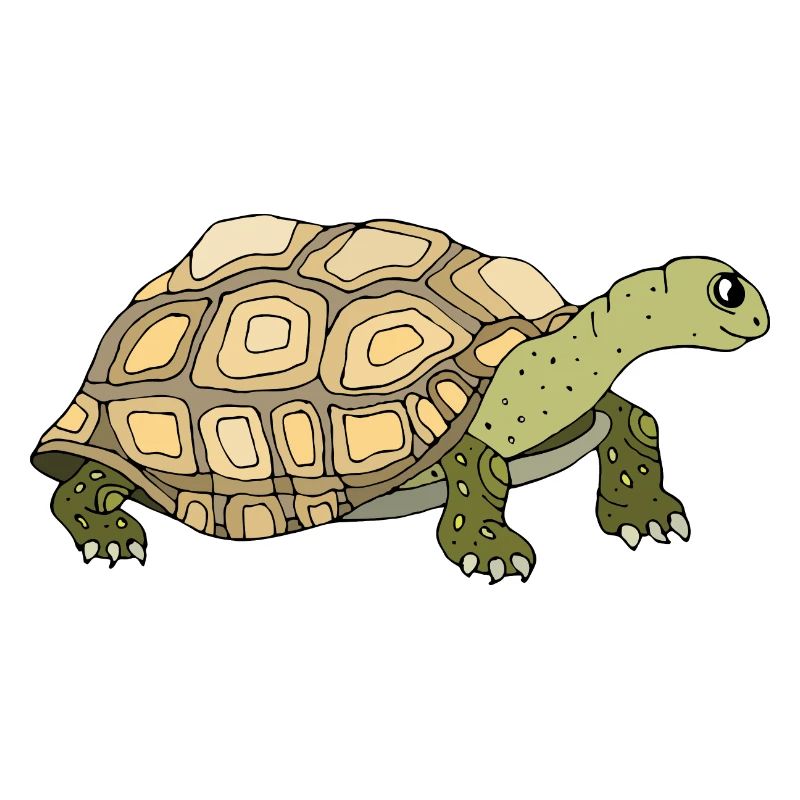 Tortoise
