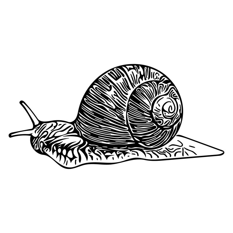 Schnecke