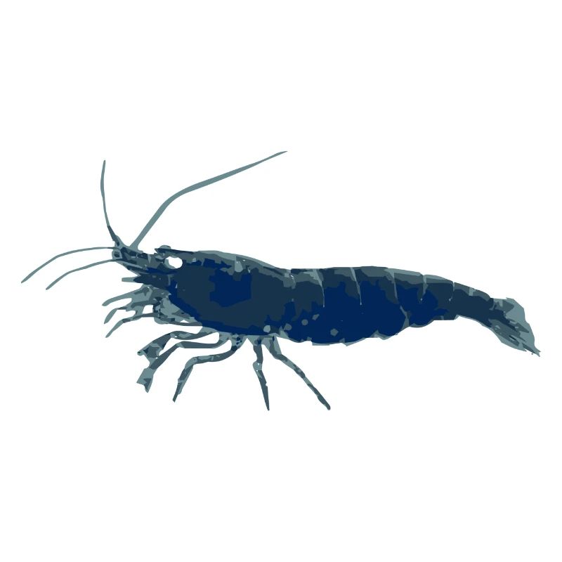 Garnele Blau