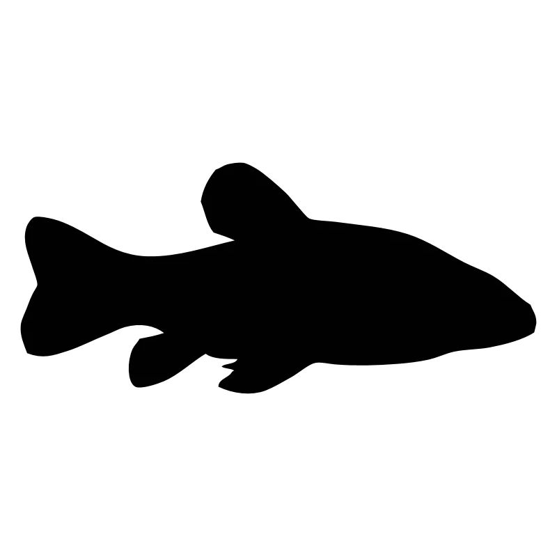 Schleie - Fisch - Fish