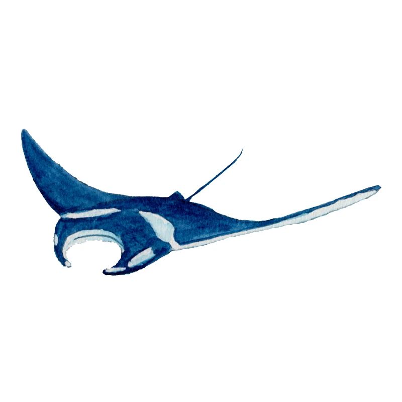 Manta ray var2