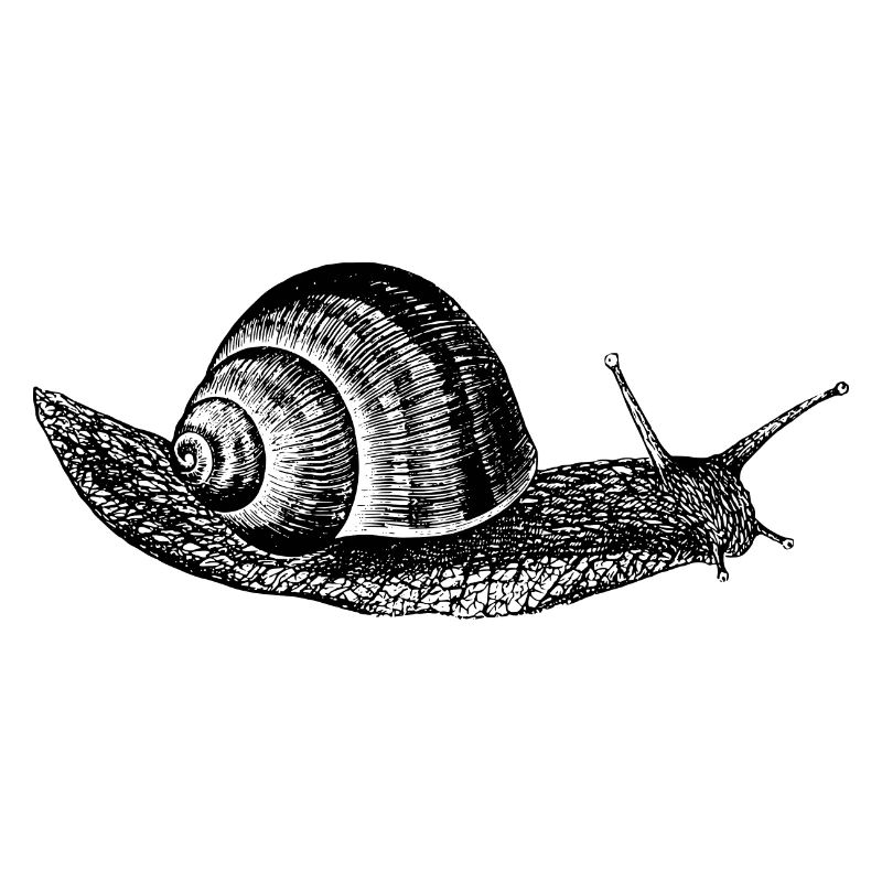 Weinbergschnecke Schnecke