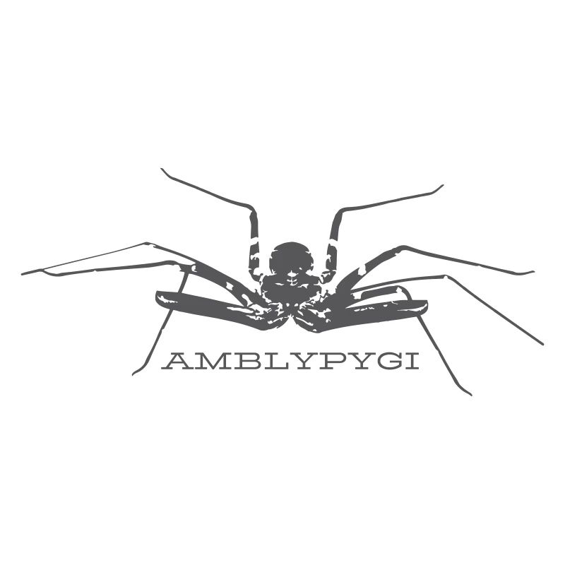 Geißelspinne - Amblypygi