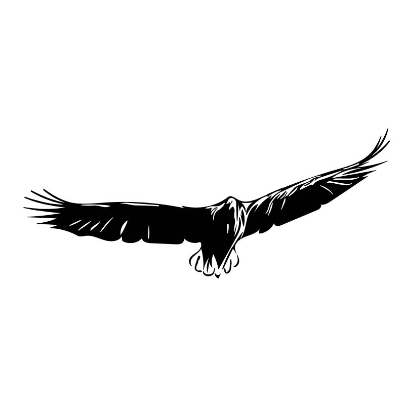 Eagle gliding
